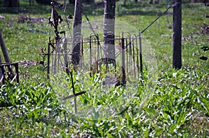 Jewish cemetery photo