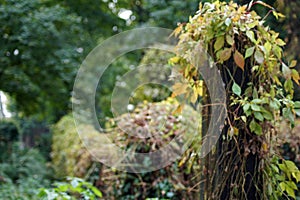 Poland: Wroclaw Jewish cemetery photo