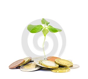 Jewish charity concept. Tzedakah, translated like charity. A photo of money, heap of euro coins and a small green sprout growing