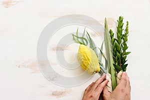 Jewish festival of Sukkot. Traditional symbols & x28;The four species& x29;