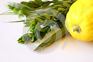 Jewish festival of Sukkot. Traditional symbols & x28;The four species& x29;: Etrog, lulav, hadas, arava