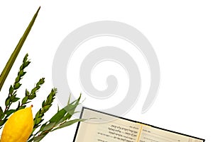 Jewish festival of Sukkot. Traditional symbols & x28;The four species& x29;: Etrog, lulav, hadas, arava. isolated on white