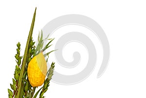 Jewish festival of Sukkot. Traditional symbols & x28;The four species& x29;: Etrog, lulav, hadas, arava. isolated on white