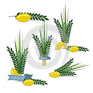 Jewish festival of Sukkot traditional symbols judaism religion festival citrus willow illustration.