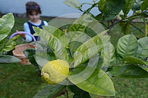 Jewish girl picking a fresh Etrog from on a tree