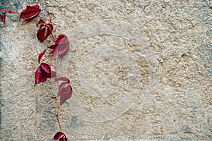 Jewish Headstone flowers stone symbol embem background cemetery old granit marble font letters