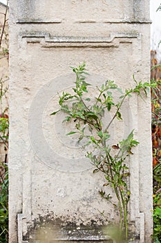 Jewish Headstone flowers stone symbol embem background cemetery old granit marble font letters