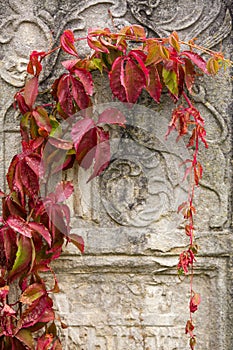 Jewish Headstone flowers stone symbol embem background cemetery old granit marble font letters