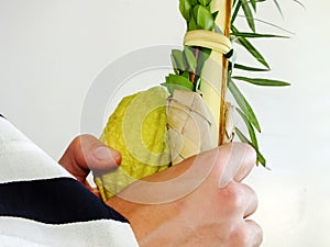 Jewish man holding traditional symbols (The four species): etrog, lulav, hadass, aravah