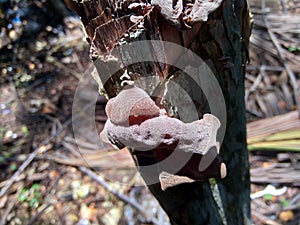 Jews ear, black wood ear, Auricularia auricula Hirneola polytricha, growing on a tree.