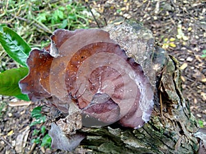 Jews ear, black wood ear, Auricularia auricula Hirneola polytricha, growing on a tree.