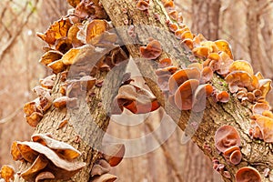 Jews Ear fungus Auricularia auricula-judae cluster