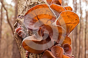 Jews Ear fungus Auricularia auricula-judae on wood photo