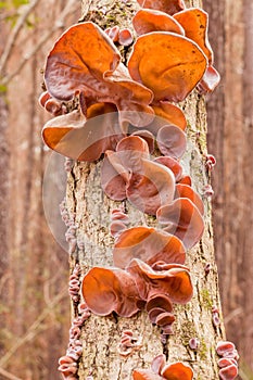 Jews Ear fungus Auricularia auricula-judae on wood photo