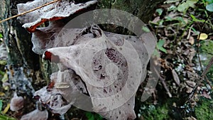 Jews ear wood ear, Auricularia auricula, Hirneola polytricha, jelly ear, pepeao, Judas`s Ear, growing on a tree. Used in folk me