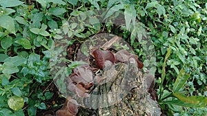 Jews ear wood ear, Auricularia auricula, Hirneola polytricha, jelly ear, pepeao, Judas`s Ear, growing on a tree. Used in folk me