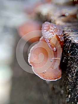 Jews ear wood ear, Auricularia auricula, Hirneola polytricha, jelly ear, pepeao, Judas`s Ear, growing on a tree. Used in folk me