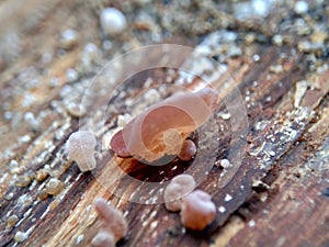 Jews ear wood ear, Auricularia auricula, Hirneola polytricha, jelly ear, pepeao, Judas`s Ear, growing on a tree. Used in folk me