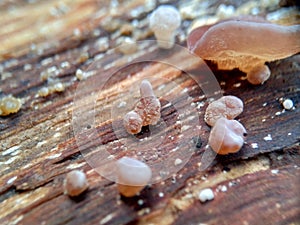 Jews ear wood ear, Auricularia auricula, Hirneola polytricha, jelly ear, pepeao, Judas`s Ear, growing on a tree. Used in folk me