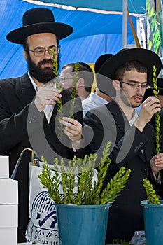 Jews preparing for succoth