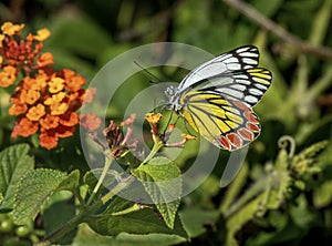 Jezebel Butterfly