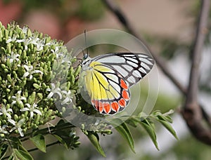 Jezebel Butterfly | Colorful Butterfly in India | Delias eucharis