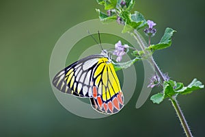 Jezebel Butterfly or Delias eucharis on the flower plant in a soft green background