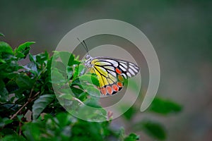 Jezebel Butterfly or Delias eucharis on the flower plant in a soft green background