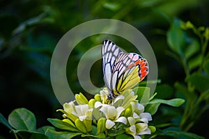 Jezebel Butterfly or Delias eucharis on the flower plant in a soft green background