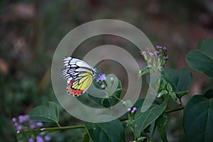 Jezebel Butterfly or Delias eucharis on the flower plant in a soft green background