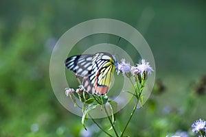 Jezebel Butterfly or Delias eucharis on the flower plant in a soft green background