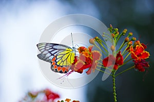 Jezebel Butterfly or Delias eucharis resting on the Royal Poinciana flower plant in a soft green background