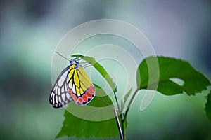 Jezebel Butterfly or Delias eucharis resting on the Royal Poinciana flower plant in a soft green background