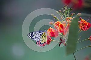 Jezebel Butterfly or Delias eucharis resting on the Royal Poinciana flower plant in a soft green background