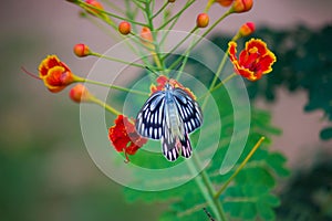Jezebel Butterfly or Delias eucharis resting on the Royal Poinciana flower plant in a soft green background