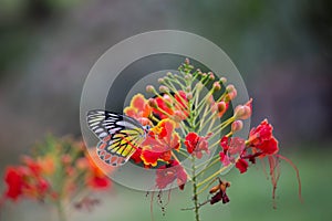 Jezebel Butterfly or Delias eucharis resting on the Royal Poinciana flower plant in a soft green background