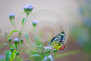 Jezebel Butterfly or Delias eucharis resting on the Royal Poinciana flower plant in a soft green background