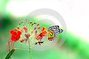 Jezebel Butterfly or Delias eucharis resting on the Royal Poinciana flower plant in a soft green background