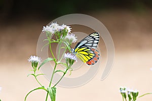 Jezebel butterfly or  Delias eucharis visiting flower plants for nectar during spring season