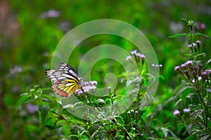 Jezebel butterfly or Delias eucharis visiting flower plants for nectar during spring season