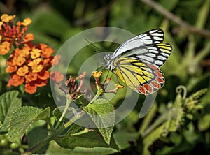 Jezebel Butterfly photo