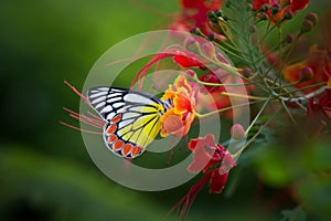 Jezebel Butterfly sitting on the gulmohar flowers