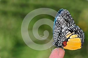 Jezebel Palmfly butterfly photo