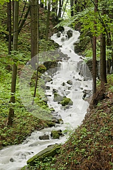 Jezerni brook in beechen forest