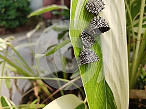 Jhumki ear rings hanging on a leaf