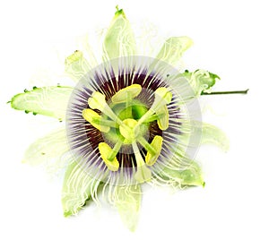 Jhumko Lata flower of Indian Subcontine