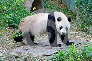 Jia Jia the female panda walking in its enclosure photo