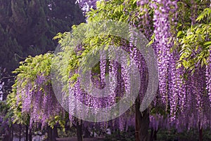 Jiading Wisteria Park