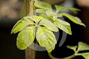 Jiaogulan, Gynostemma, Miracle grass, Southern ginseng, 5-Leaf ginseng, Penta tea, tree on nature background.