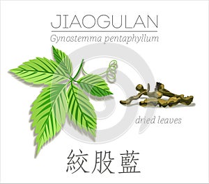 Jiaogulan. Gynostemma pentaphyllum.